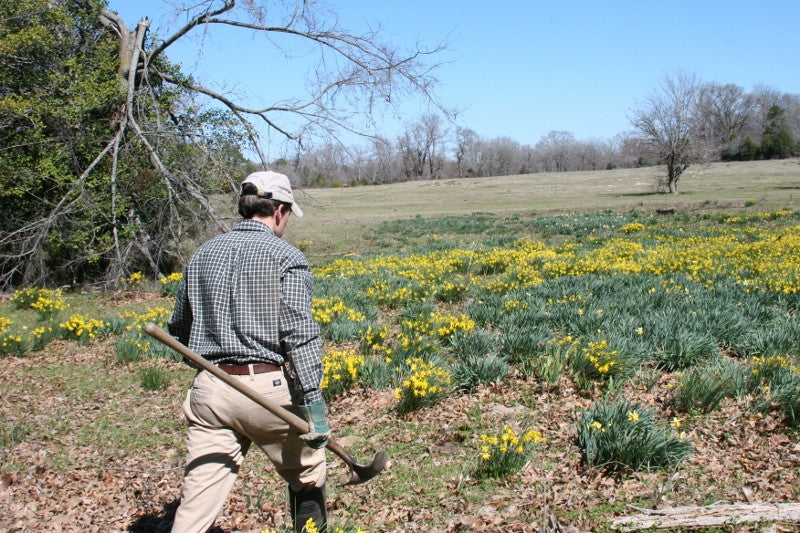 Heirloom 'Campernelle' - 10 bulbs