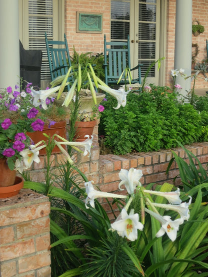 Lilium formosanum Dwarf 'Philippine Lily' - Four - 4" pots