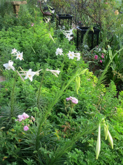 Lilium formosanum Dwarf 'Philippine Lily' - Four - 4" pots