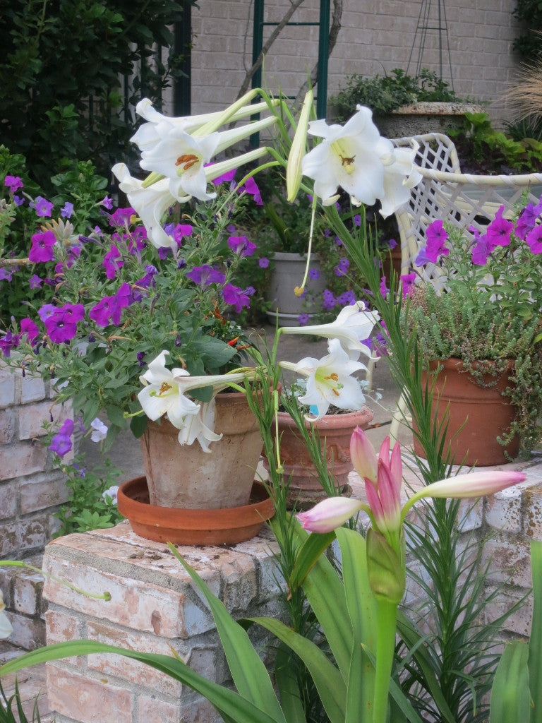 Lilium formosanum Dwarf 'Philippine Lily' - Four - 4" pots