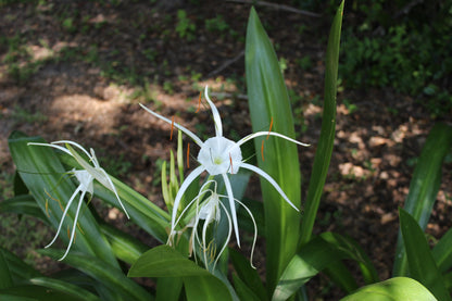 Hymenocallis 'Super Star' - 1 - 2 gallon pot