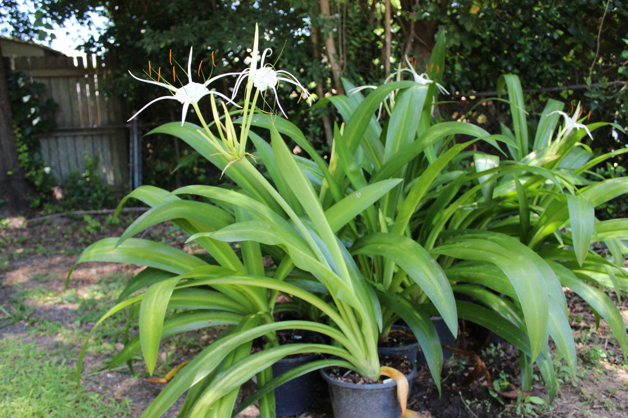 Hymenocallis 'Super Star' - 1 - 2 gallon pot