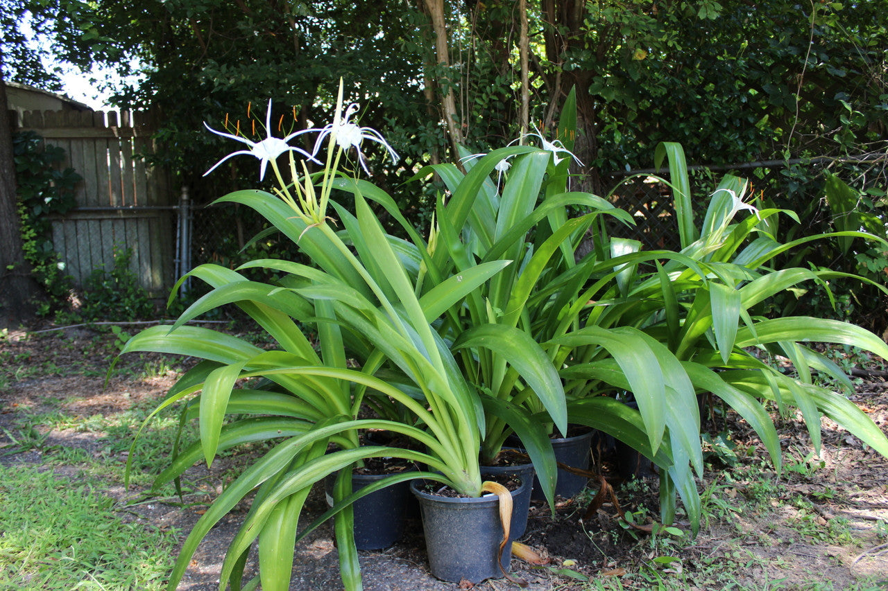 Hymenocallis 'Super Star' - 1 - 2 gallon pot