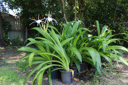 Hymenocallis 'Super Star' - 1 - 2 gallon pot