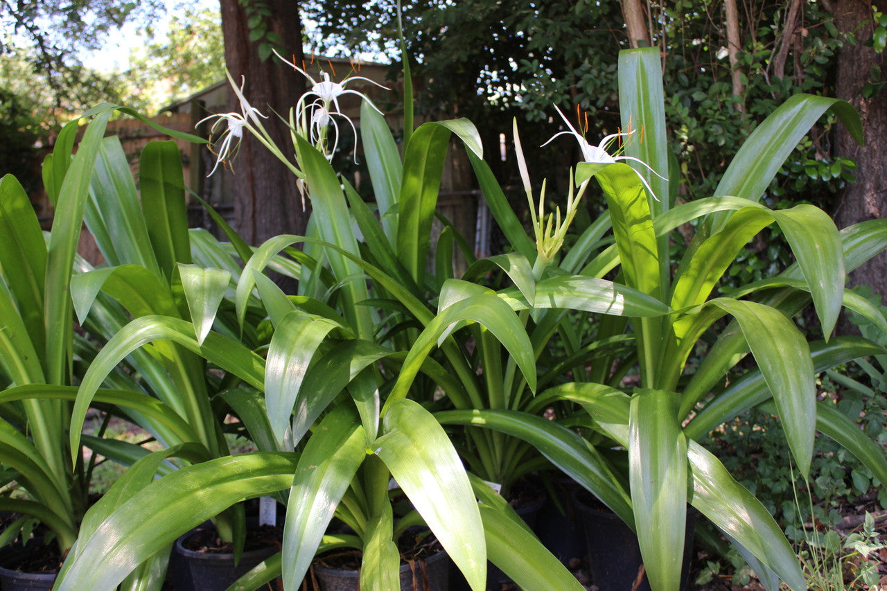 Hymenocallis 'Super Star' - 1 - 2 gallon pot