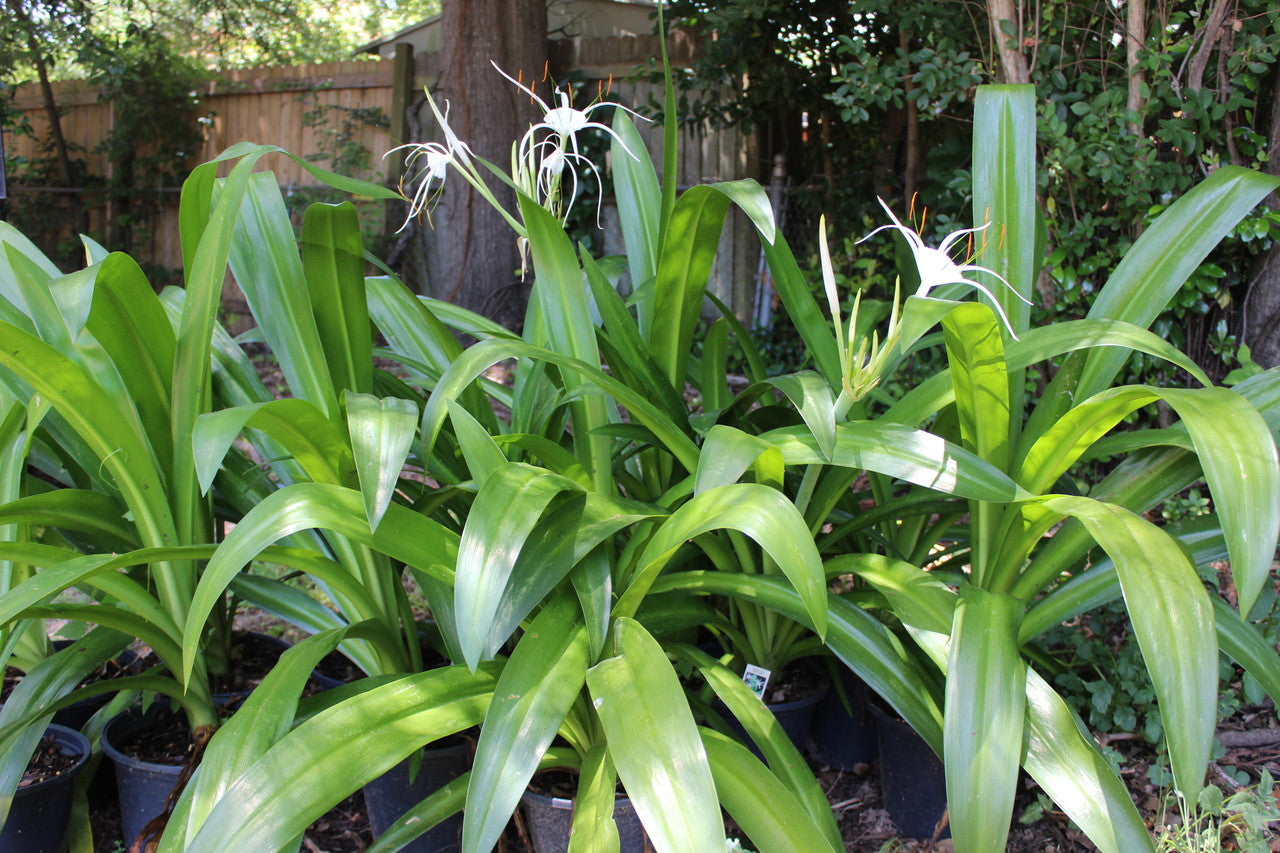 Hymenocallis 'Super Star' - 1 - 2 gallon pot