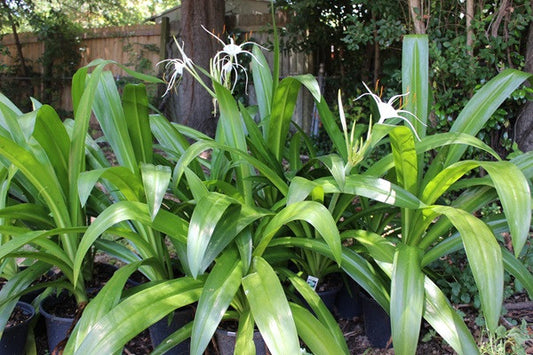 Hymenocallis 'Super Star' - 1 - 2 gallon pot