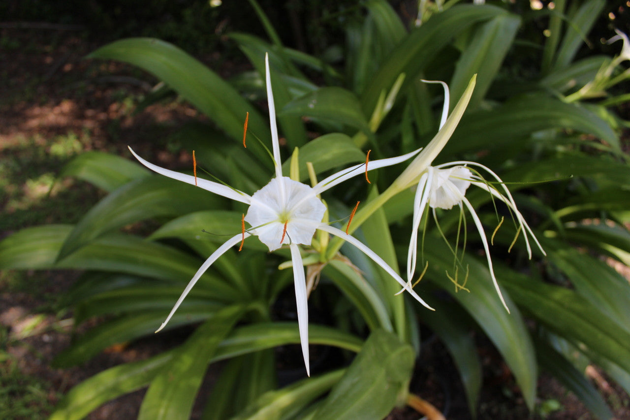 Hymenocallis 'Super Star' - 1 - 2 gallon pot