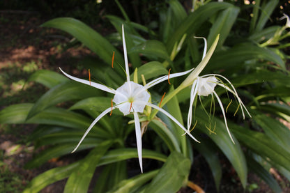 Hymenocallis 'Super Star' - 1 - 2 gallon pot