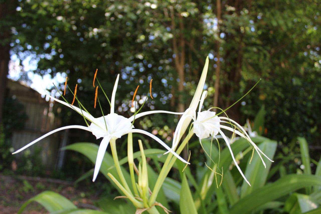 Hymenocallis 'Super Star' - 1 - 2 gallon pot