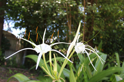 Hymenocallis 'Super Star' - 1 - 2 gallon pot