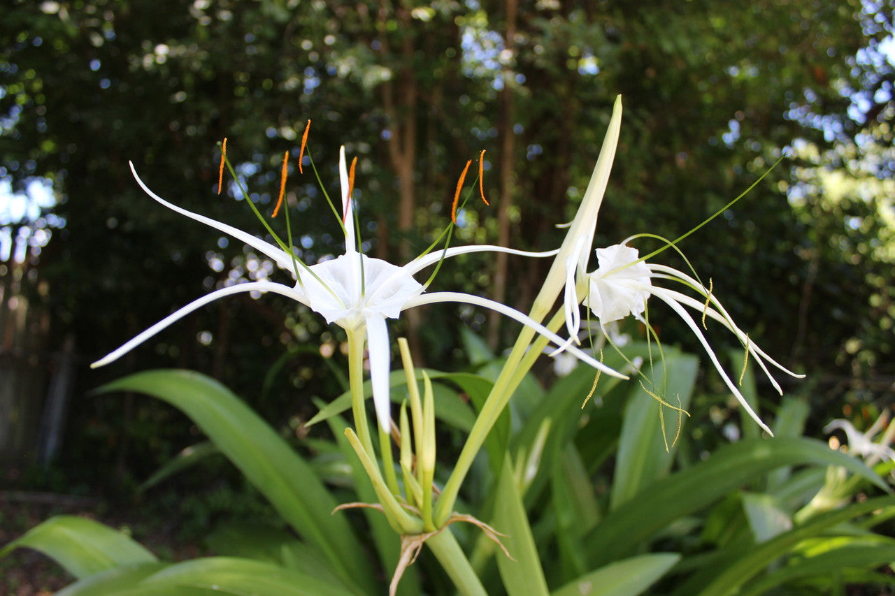 Hymenocallis 'Super Star' - 1 - 2 gallon pot