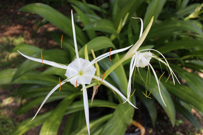 Hymenocallis 'Super Star' - 1 - 2 gallon pot