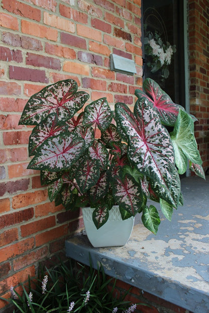 Caladium 'Carolyn Whorton' - 5 tubers