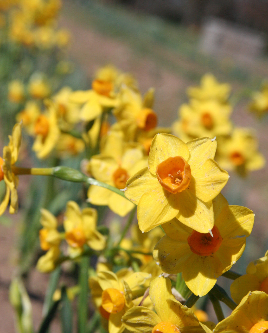 Daffodil 'Grand Soleil d'Or' - 5 bulbs