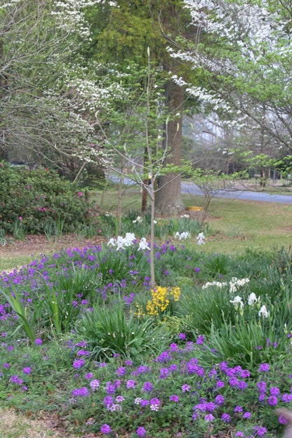 White Cemetery Iris (Iris albicans) - 5 Tubers