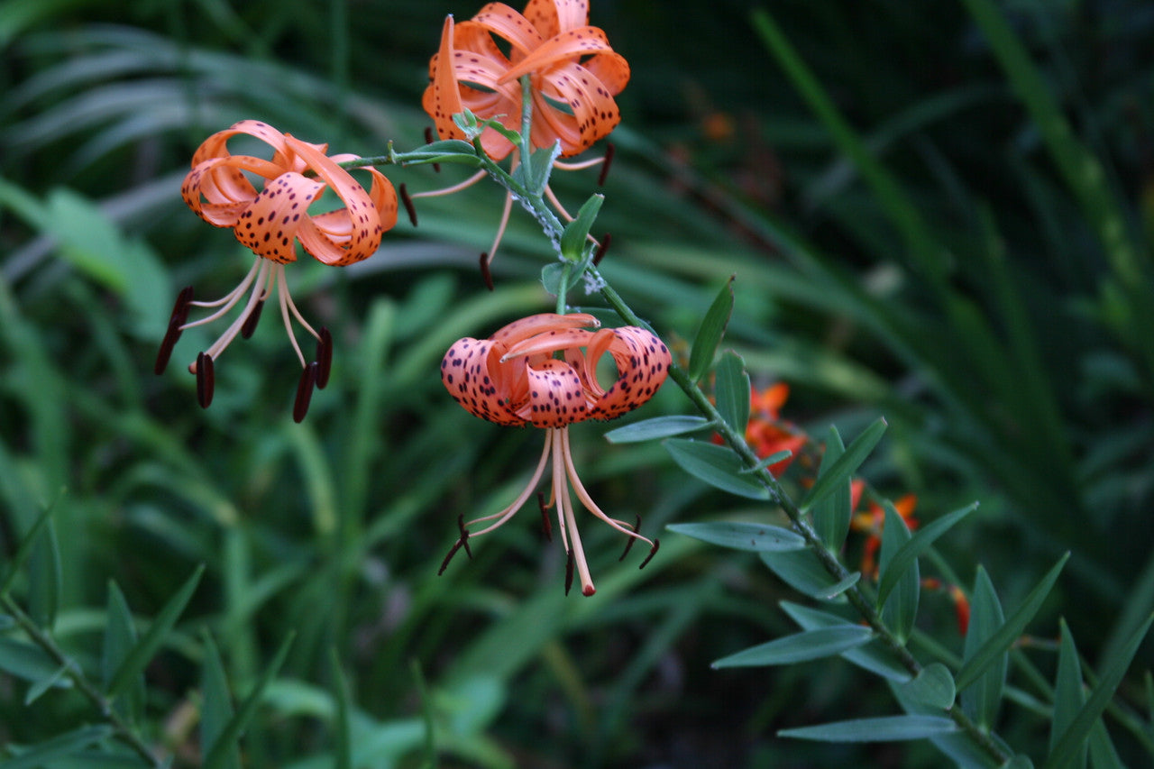 triple tiger lily Lilium lancifolium 'Tiger Lily'