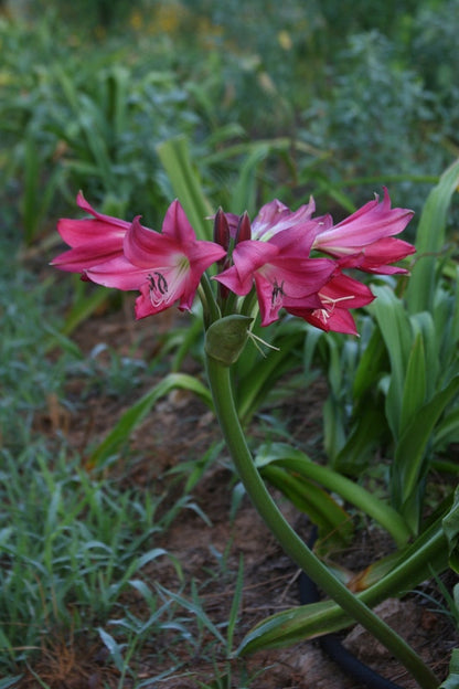Crinum 'Ellen Bosanquet' - 1 bulb