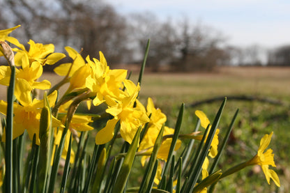 Heirloom 'Campernelle' - 10 bulbs