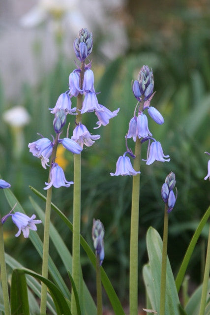 Southern Bulbs Spanish Bluebells - Thumbnail 3