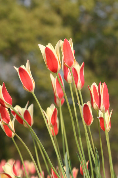 Tulipa clusiana 'Tinka' - 10 bulbs