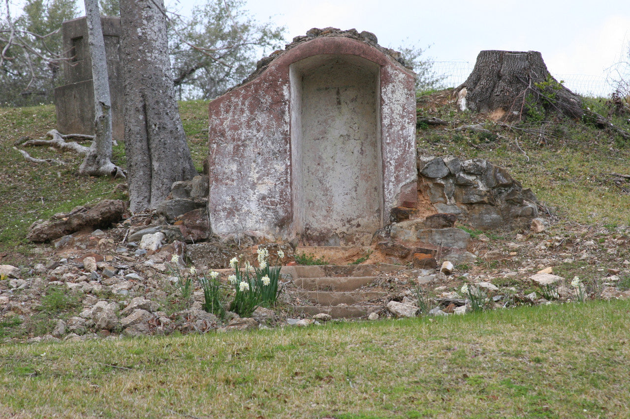 Heirloom 'Italicus' - 10 bulbs