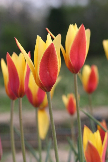 Tulipa clusiana  var. Tubergen's Gem - 10 bulbs