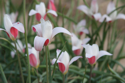 Tulipa clusiana 'Lady Jane' - 10 bulbs