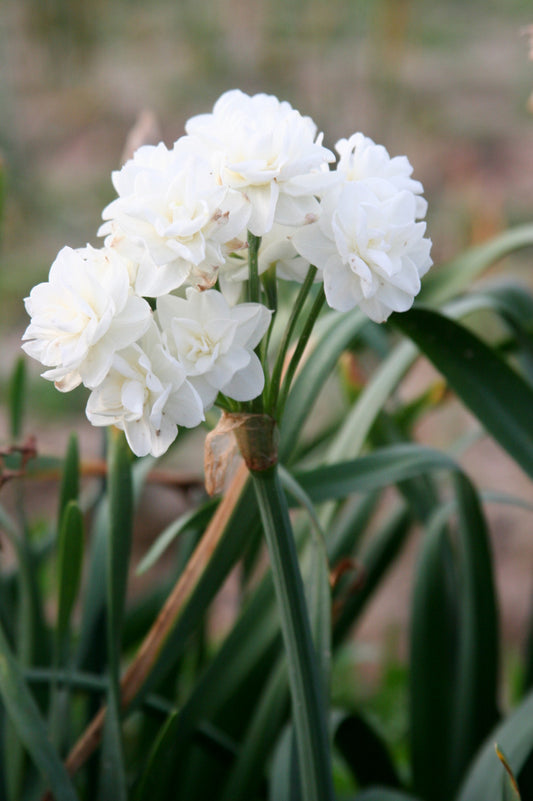 Daffodil  'Erlicheer' - 5 bulbs