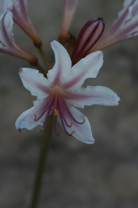 Peppermint Spider Lily (Lycoris incarnata) - 2 bulbs