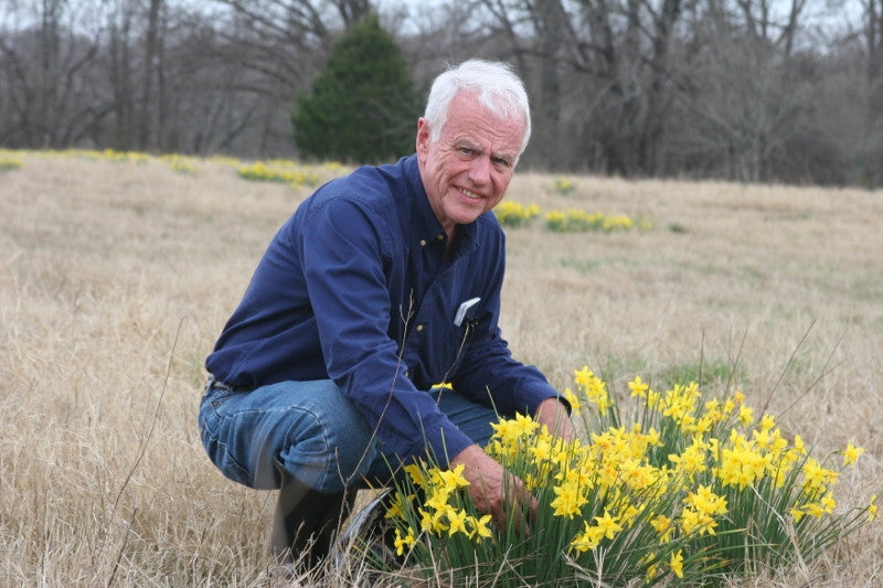 Heirloom 'Campernelle' - 10 bulbs