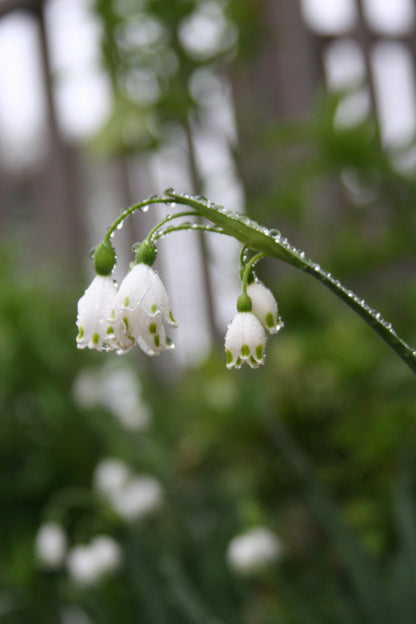 Heirloom "Snowflakes" - 10 bulbs