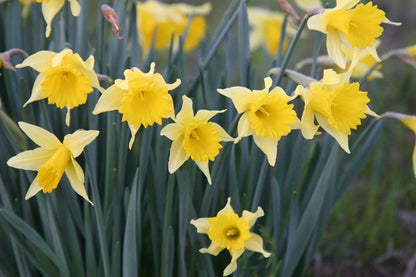 Heirloom 'Lent Lily' - 10 bulbs