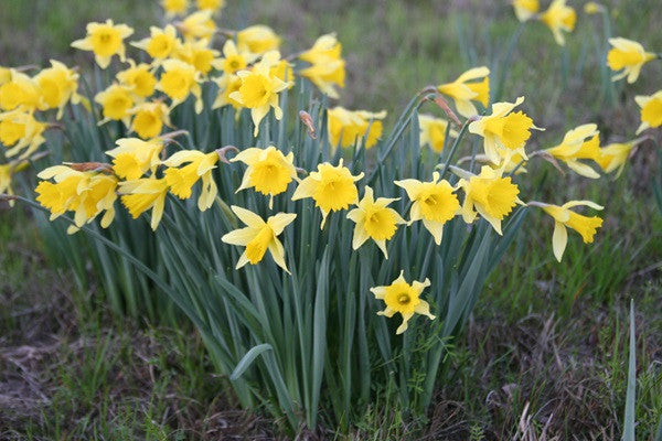 Heirloom 'Lent Lily' - 10 bulbs
