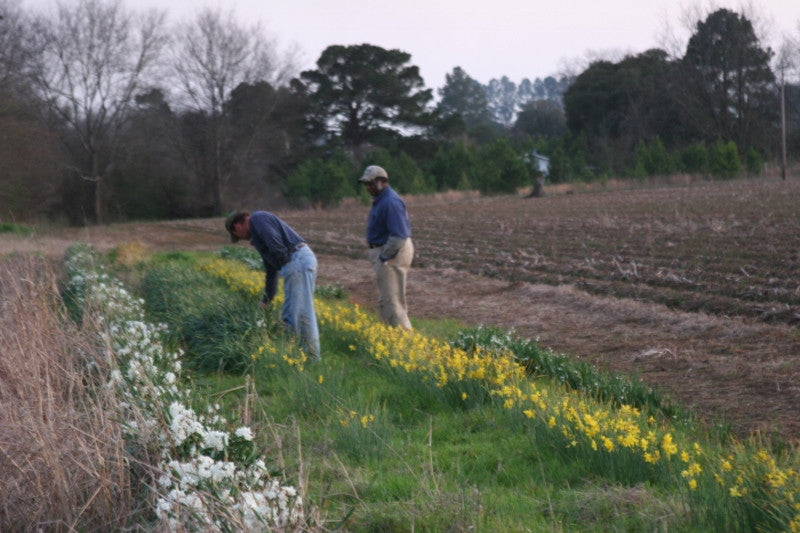Heirloom 'Campernelle' - 10 bulbs