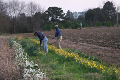 Heirloom 'Campernelle' - 10 bulbs