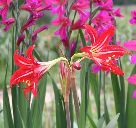Featured here is a hardy amaryllis blooming on the Southern Bulb farm in April.