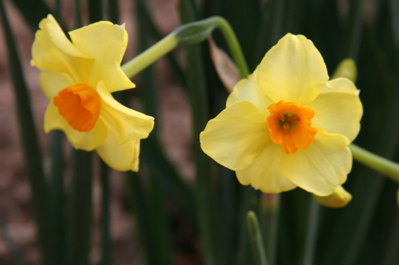 Heirloom 'Golden Dawn' - 10 bulbs
