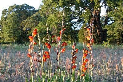 Parrot Gladiolus - 1 - 4" pot