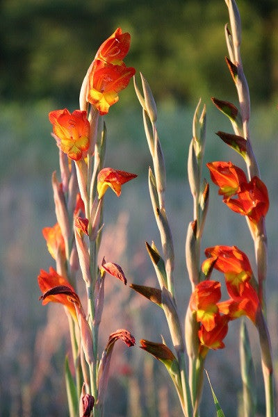 Parrot Gladiolus - 1 - 4" pot