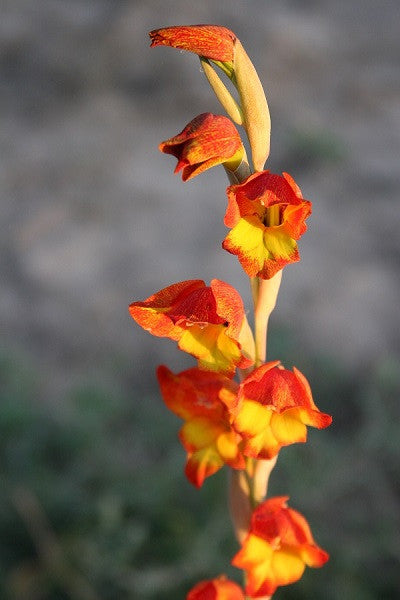 Parrot Gladiolus - 1 - 4" pot