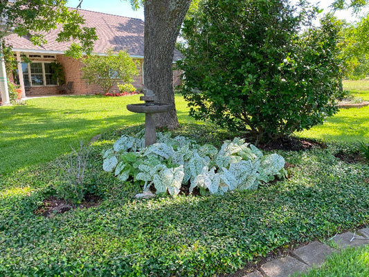 Caladium 'White Christmas' - 5 tubers