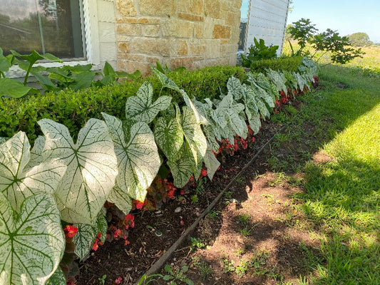 Caladium 'White Christmas' - 5 tubers