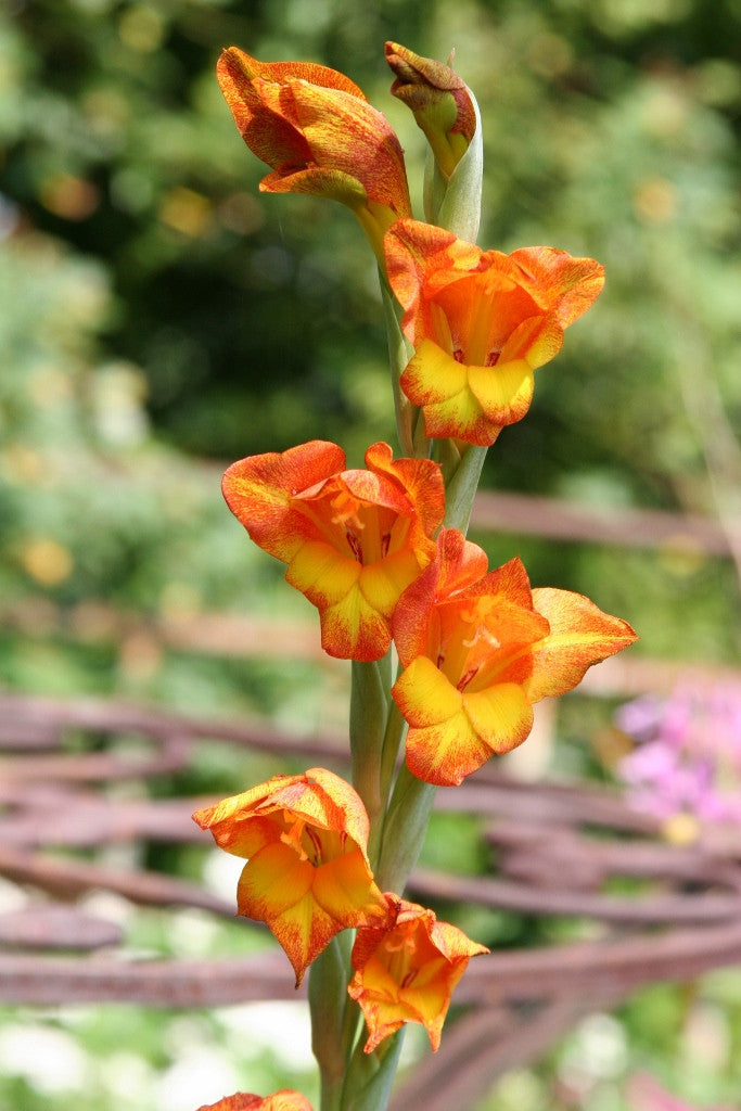 Parrot Gladiolus - 1 - 4" pot