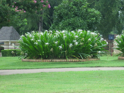 Hymenocallis maximiliani - 1 bulb