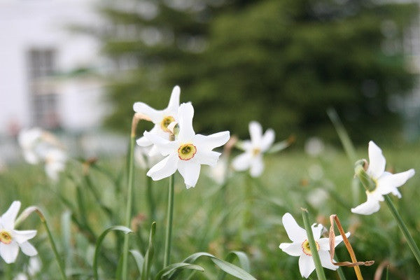 Daffodil 'Pheasant's Eye' - 5 bulbs