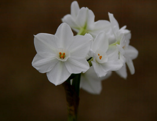 Old-Fashioned Paperwhites