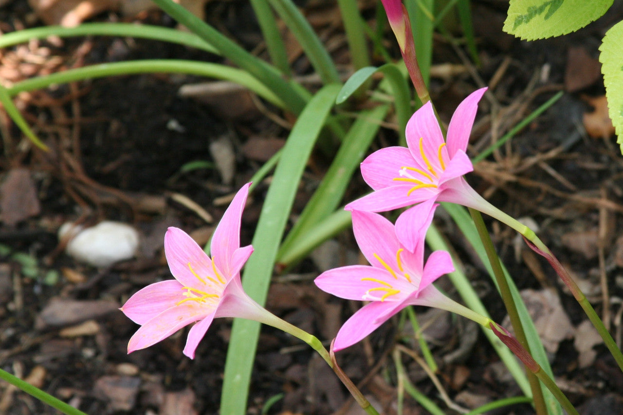 picture of rain lily flower Zephyranthes grandiflora 'Pink Rain Lily' -10 bulbs