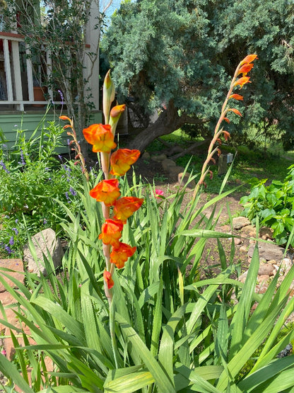 Parrot Gladiolus - 1 - 4" pot