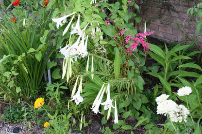 Lilium formosanum Dwarf 'Philippine Lily' - Four - 4" pots